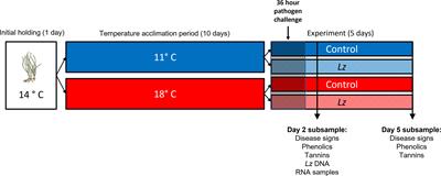 Characterizing host-pathogen interactions between Zostera marina and Labyrinthula zosterae